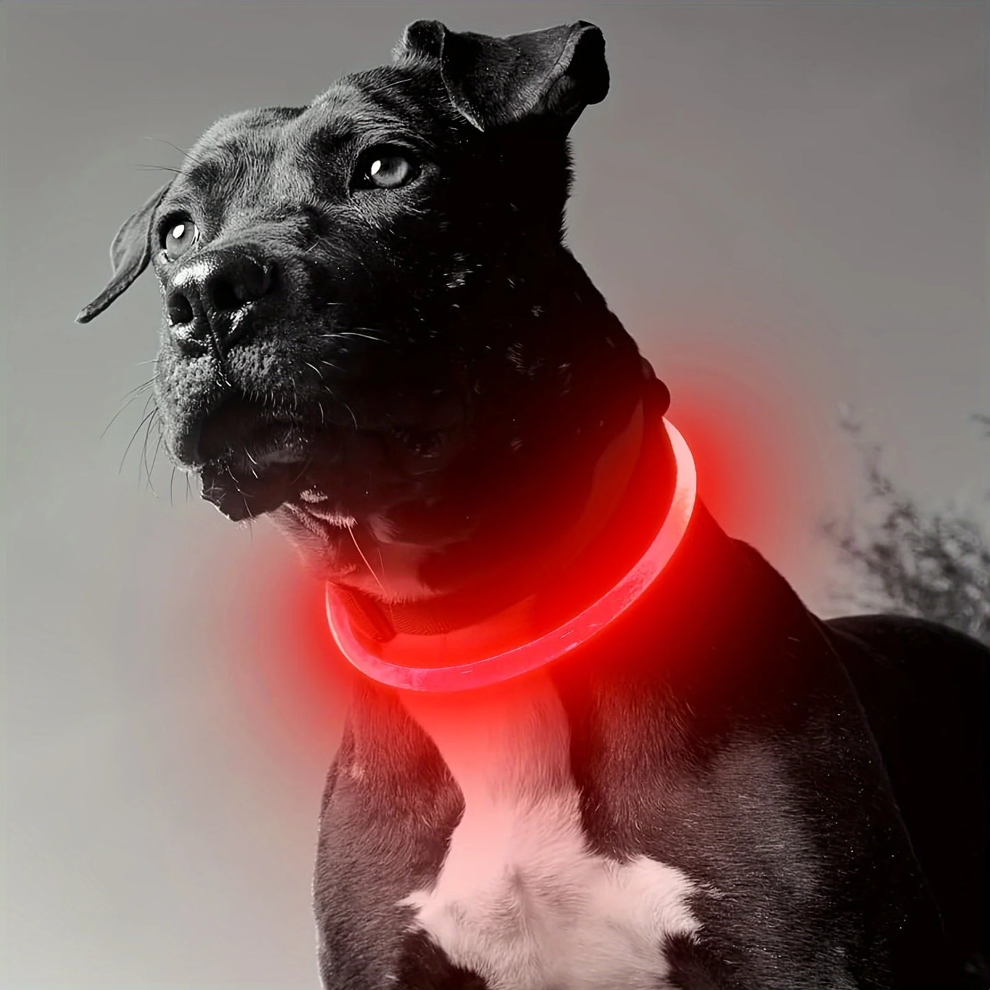 BrightPaw LED Dog Collar