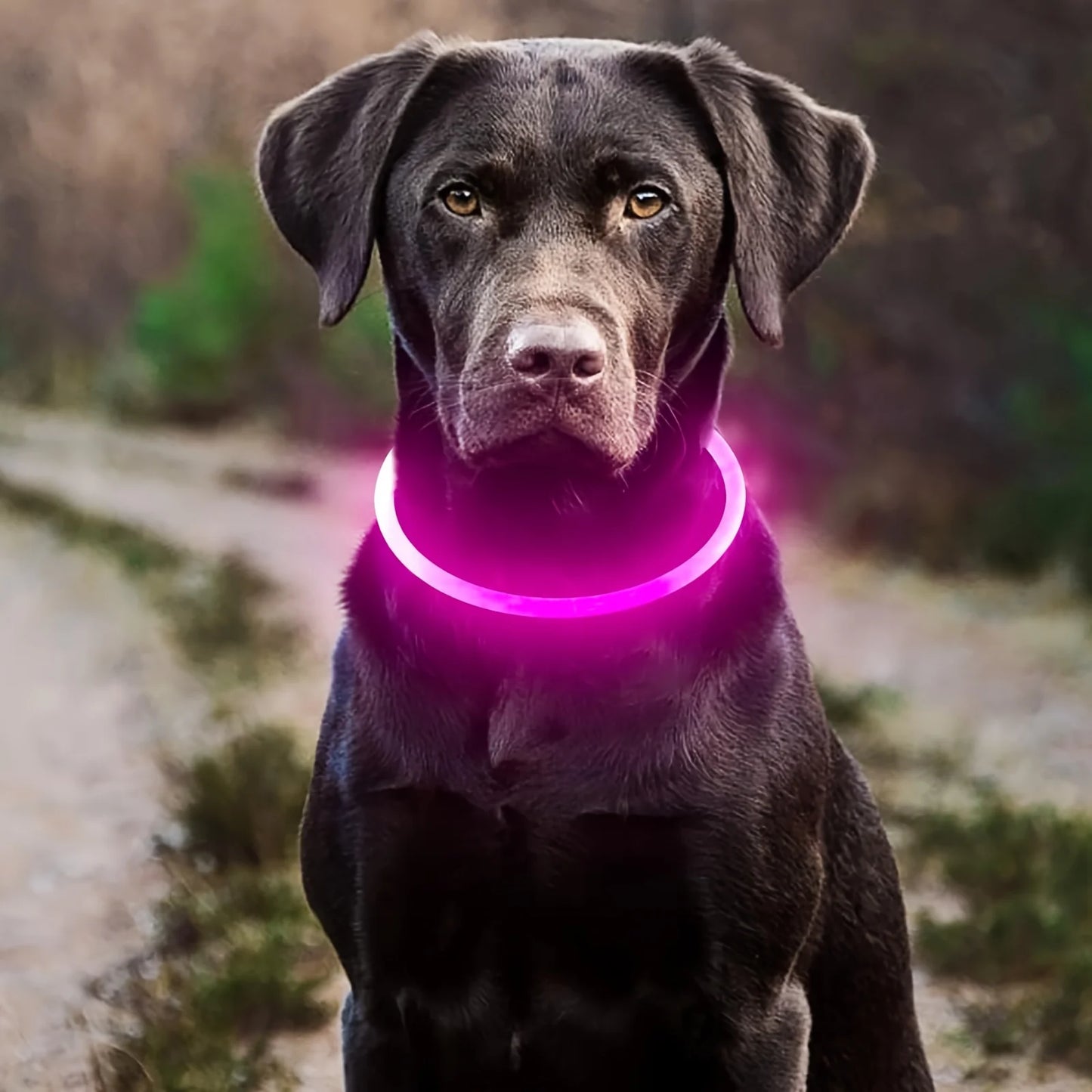 BrightPaw LED Dog Collar